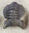 Metacanthina (Asteropyge) Trilobite #46727-4